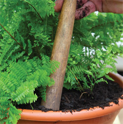 repotting ferns (4)