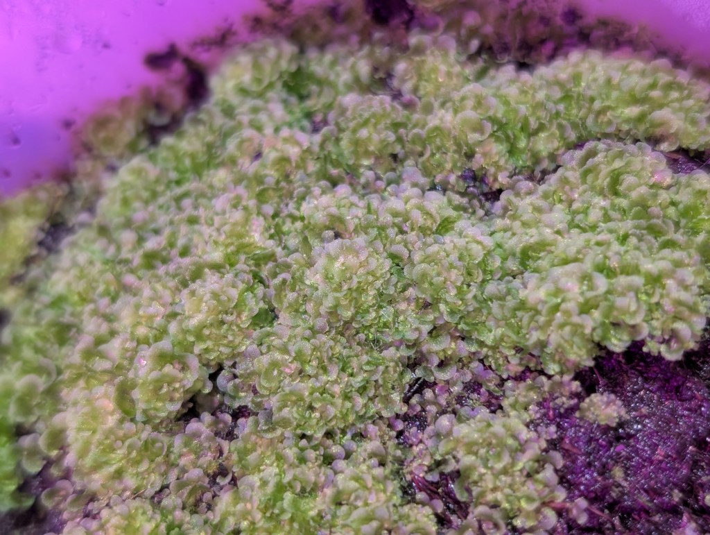 spores ferns guide (1)