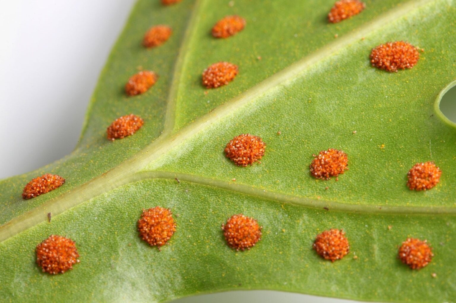 Collected fern spores and frond material reference image
