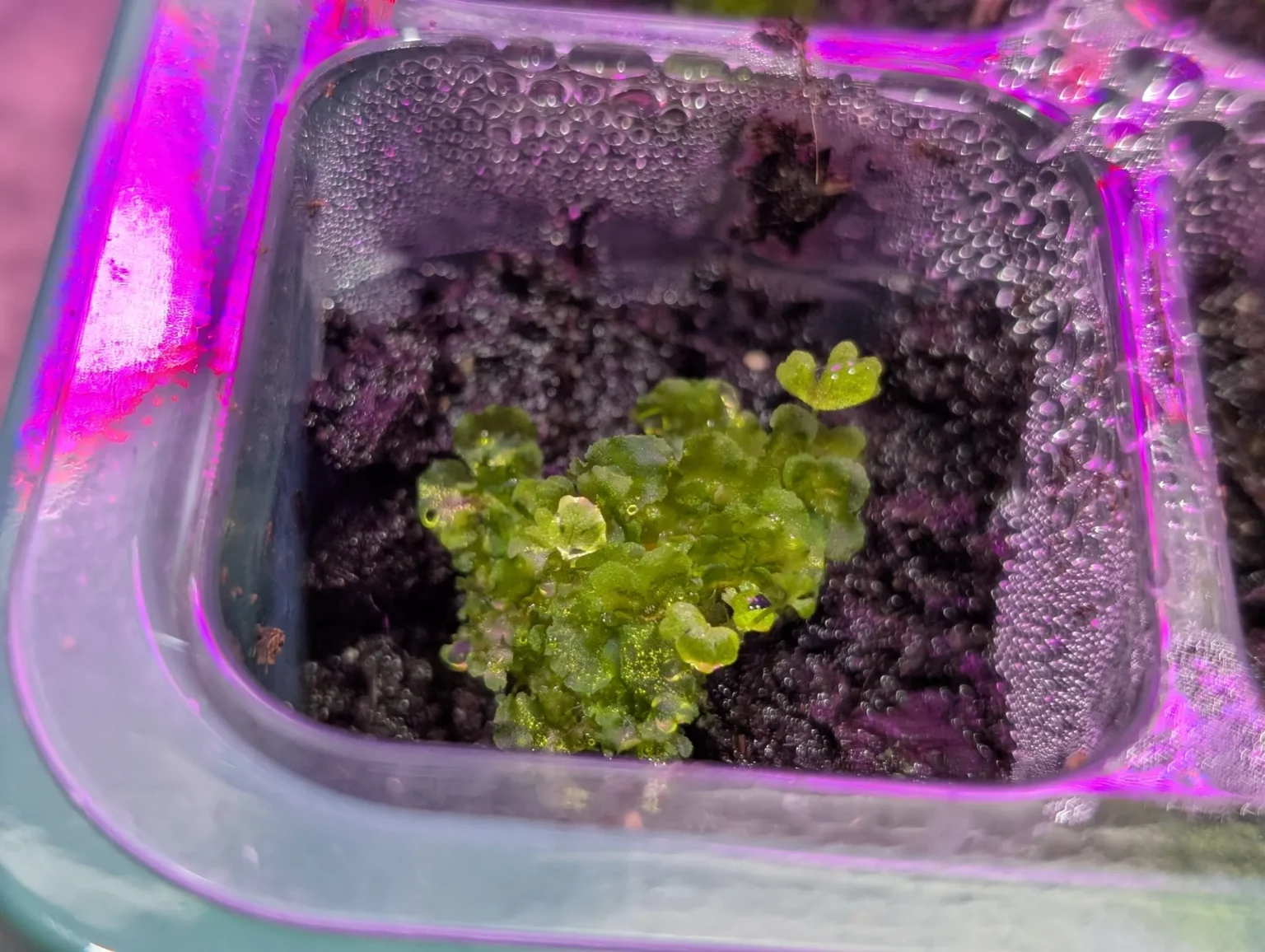 Fern spore propagation and young fern growth