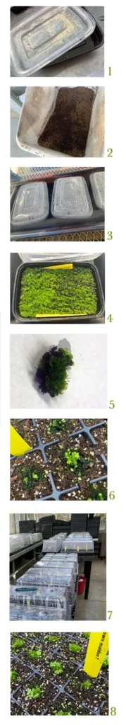spores ferns guide