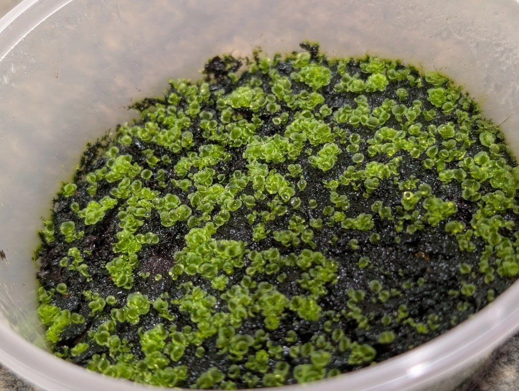 spores ferns guide (2)