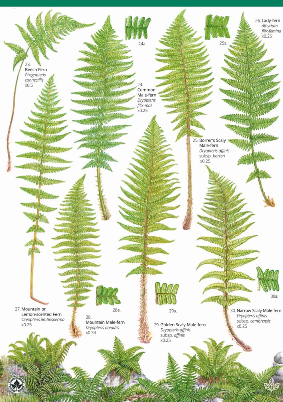 Fern spore collection reference image