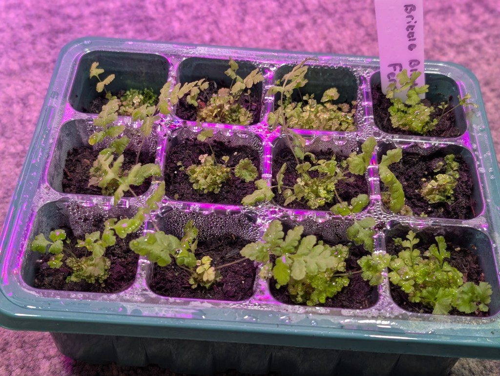 spores ferns guide (3)