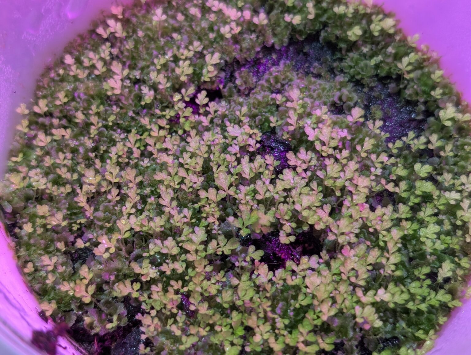 Fern propagation culture maintained under filtered light