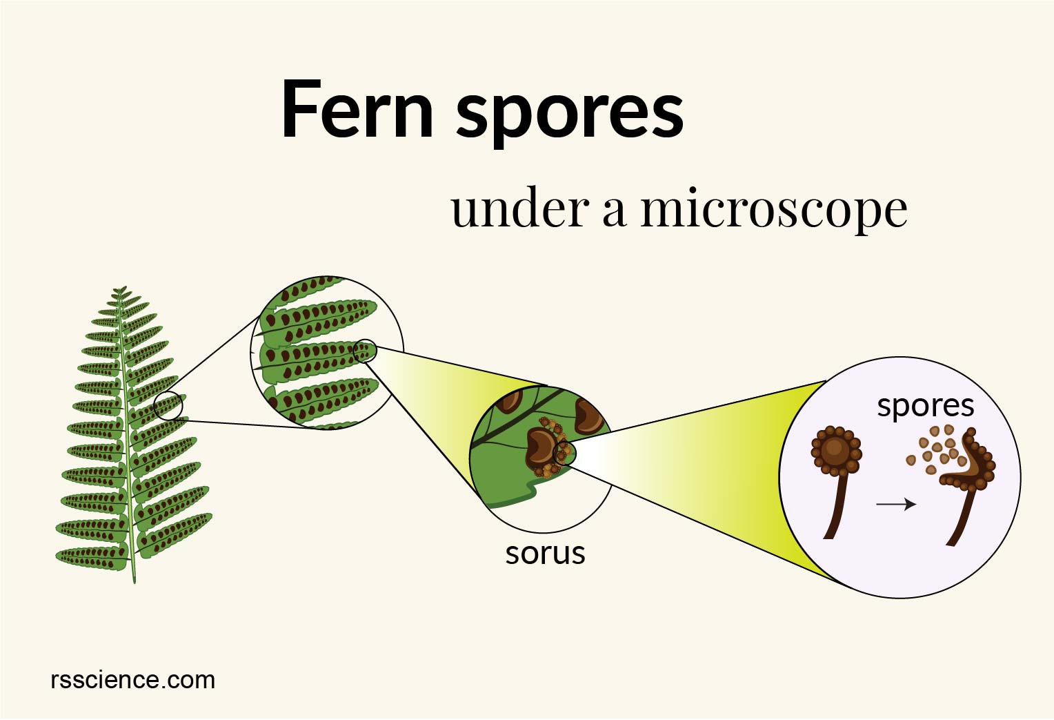 Fertile fern frond reference image