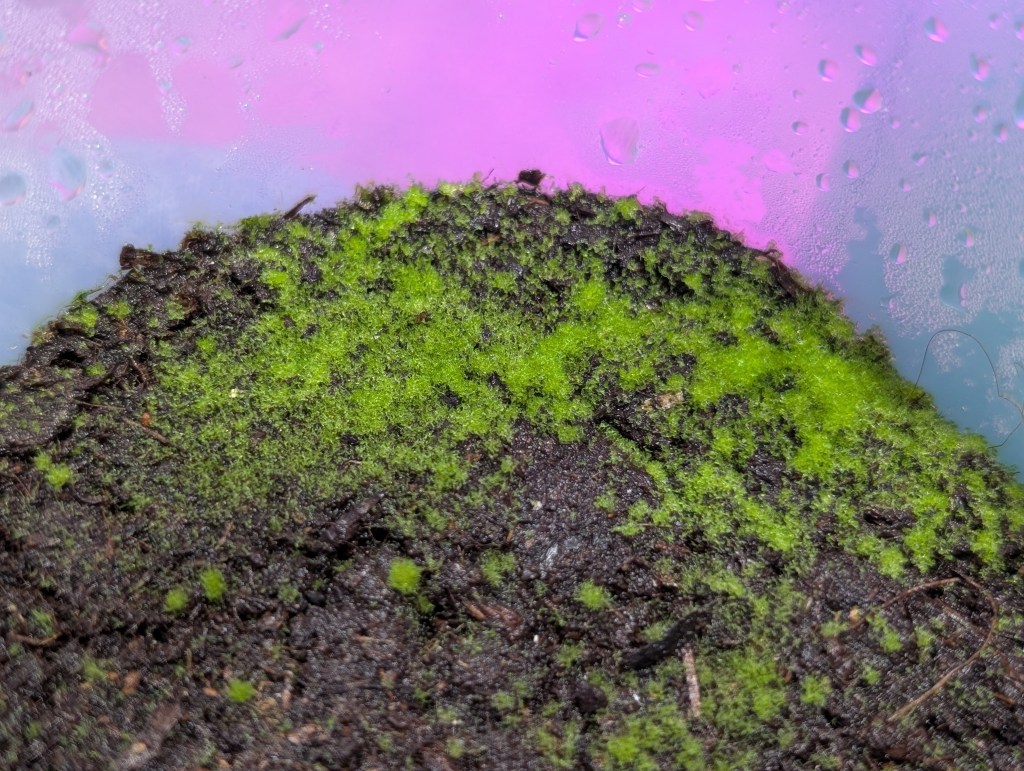 spores ferns guide (6)