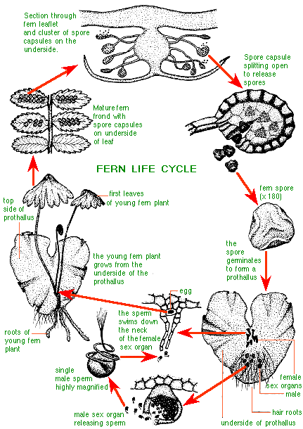 spores ferns guide