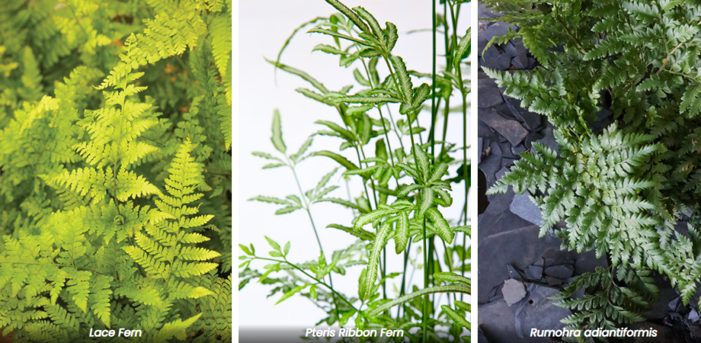 types of ferns for shade (1)