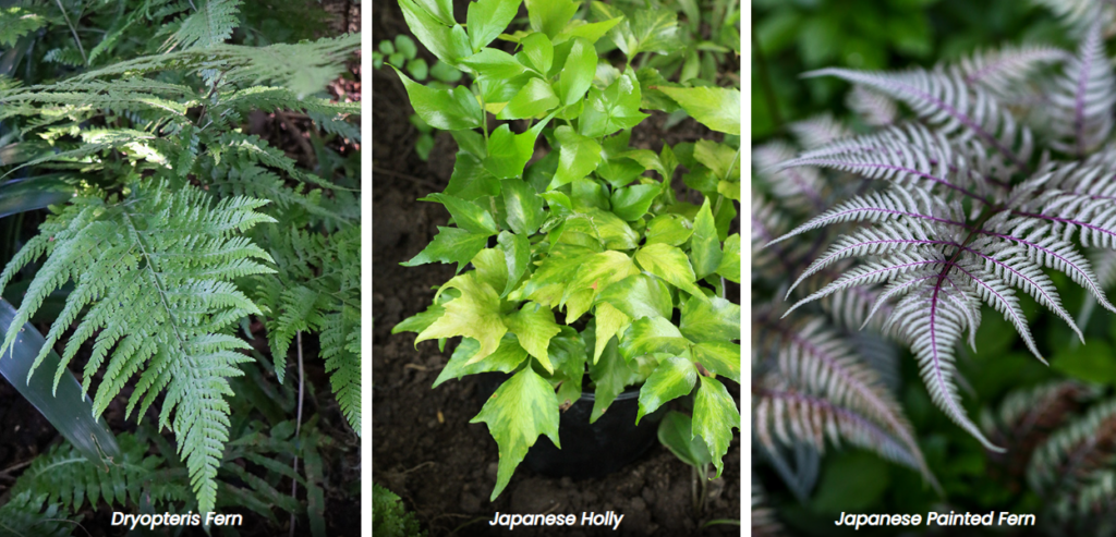 types of ferns for shade (2)