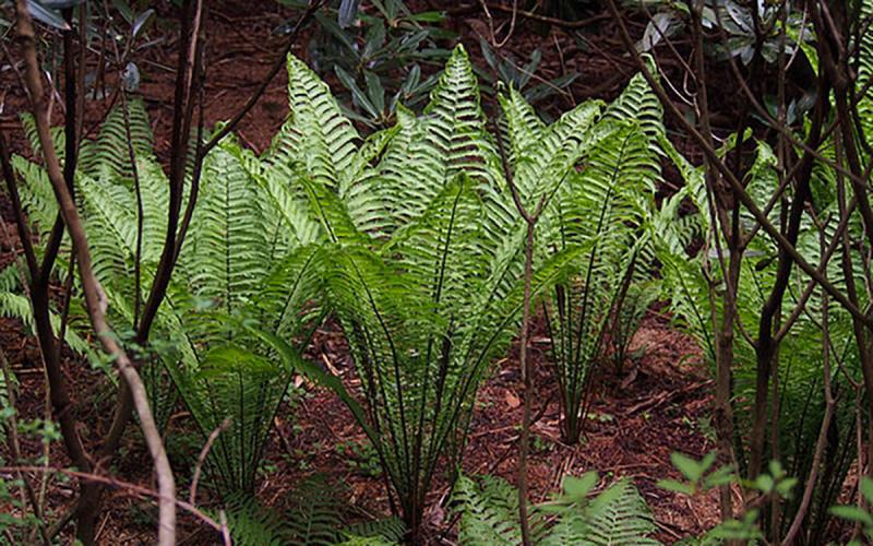 types of ferns for shade (2)