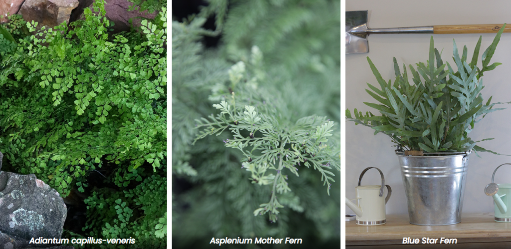 types of ferns for shade (3)