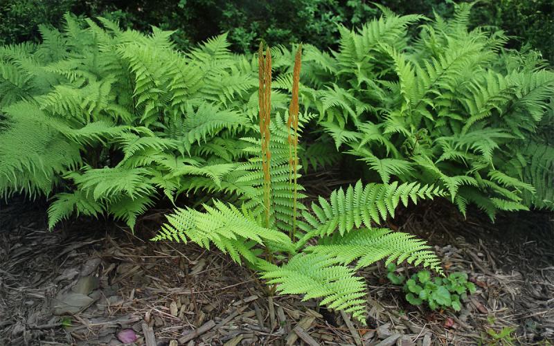 types of ferns for shade (3)
