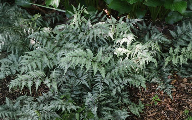 types of ferns for shade (4)