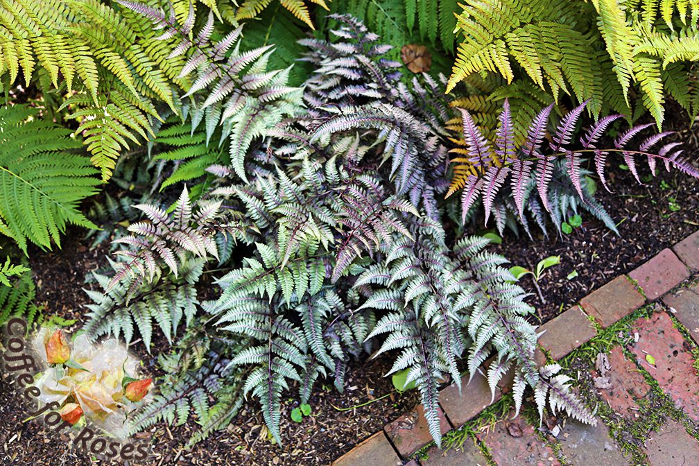 types of ferns for shade (5)
