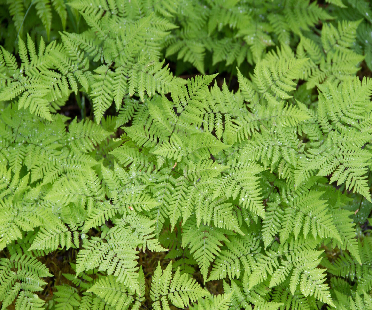 Ferns growing in moist shaded woodland conditions