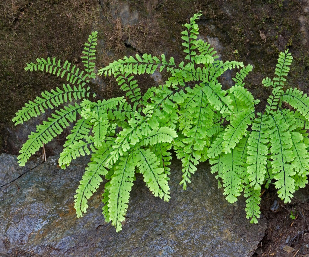 northern maidenhair fern, canadian maidenhair, american maidenhair (adiantum pedatum), growing amongst rocks, usa, alaska, tongass national forest