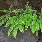 northern maidenhair fern, canadian maidenhair, american maidenhair (adiantum pedatum), growing amongst rocks, usa, alaska, tongass national forest