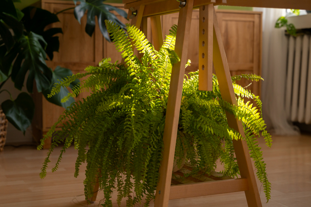 do ferns need direct sunlight a beginner friendly fern light & care guide