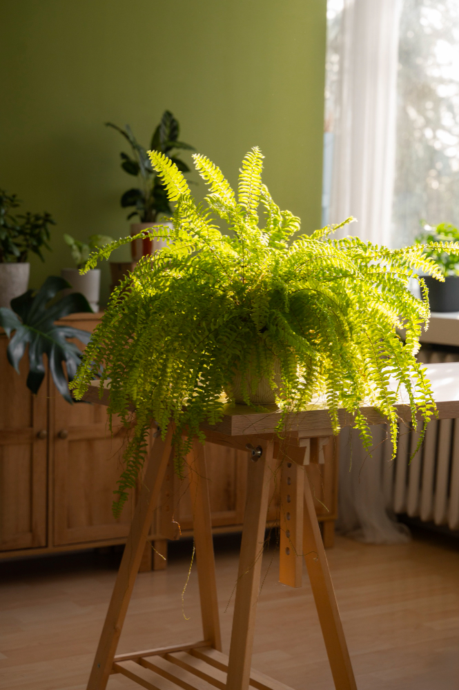 Do Ferns Need Direct Sunlight? A Beginner-Friendly Fern Light & Care Guide
