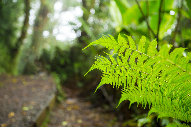 Brown sori arranged on the underside of a mature fern frond