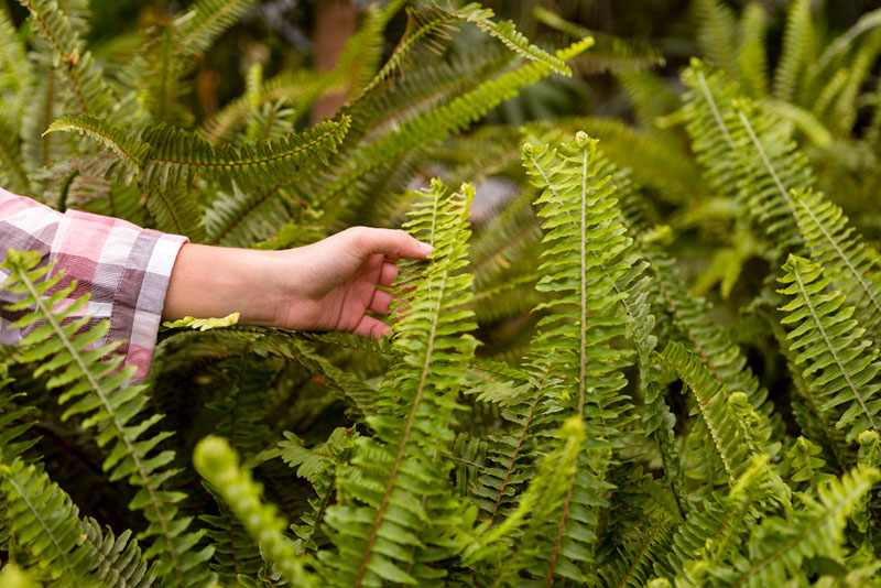 Delicate maidenhair fern fronds with dark wiry stems
