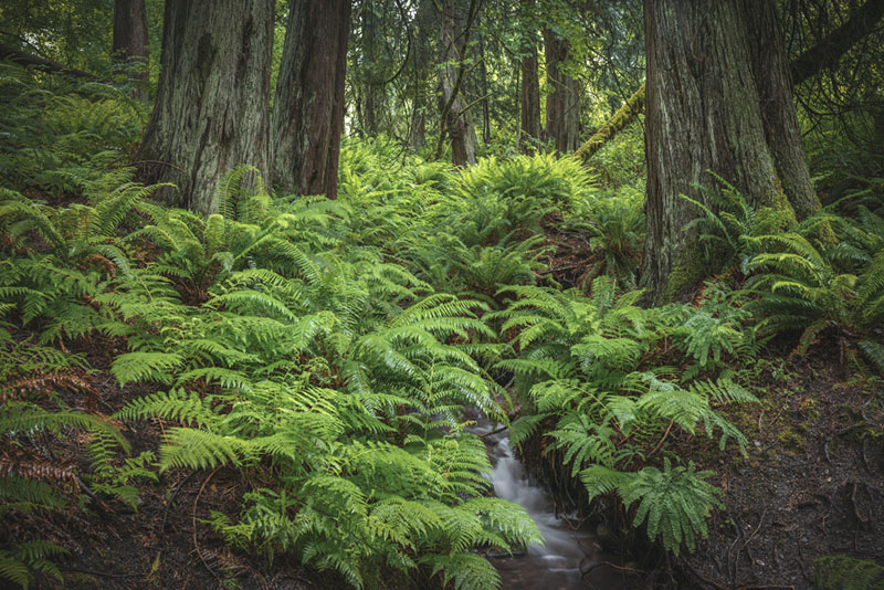 Fern clump divided into several rooted sections for propagation