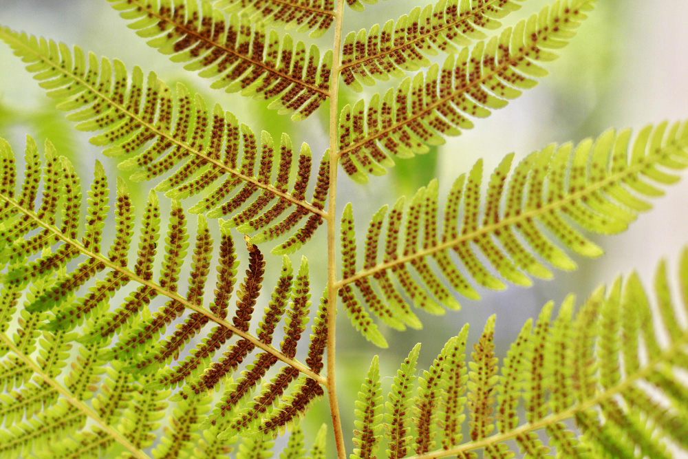 Fern fronds with yellowing leaflets