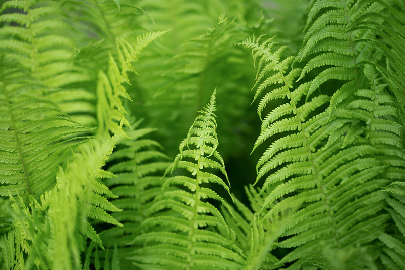 Lush green ferns growing beneath a shaded forest canopy