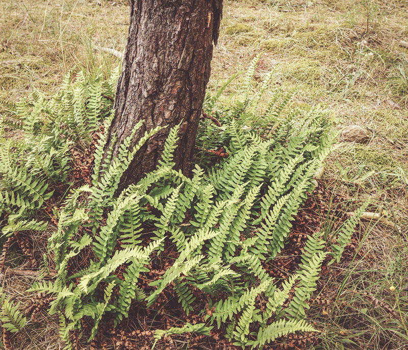 Mature Boston fern with arching fronds in a hanging basket