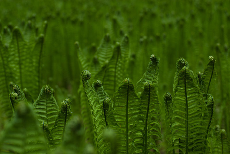 Outdoor ferns growing in a shaded woodland garden