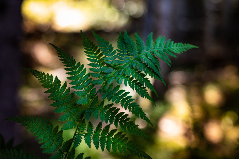Yellow and brown fern fronds showing several common plant symptoms